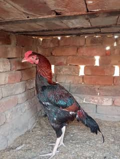 home breed high quality murgh