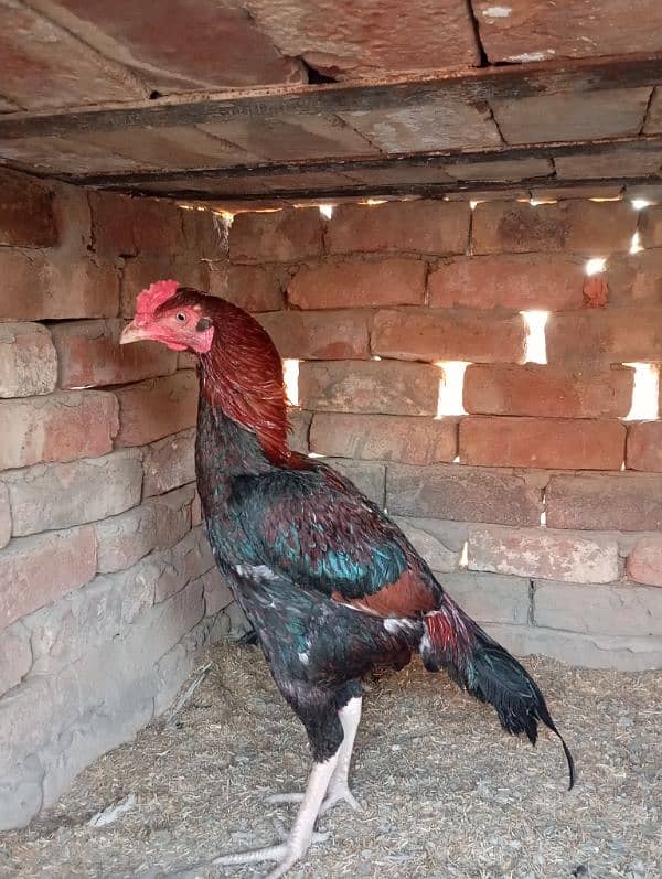 home breed high quality murgh 0