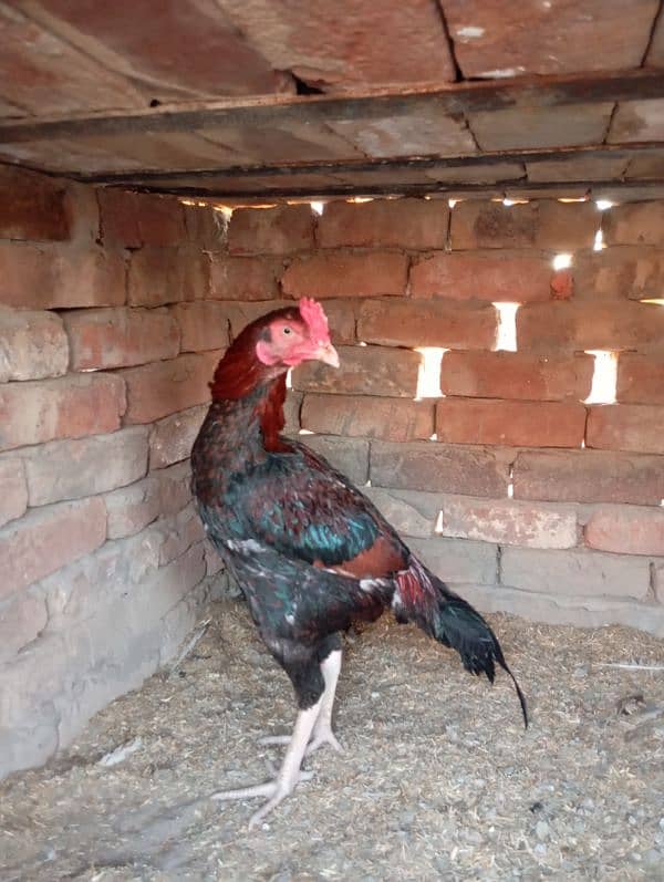 home breed high quality murgh 1