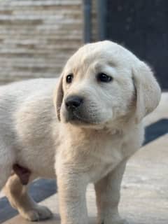 Labrador puppies highly pedigreed microchiped