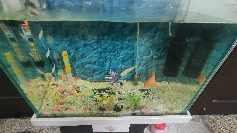 Fish Equarium 2