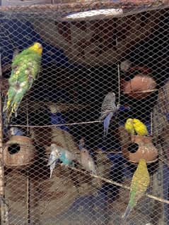 Australian birds breader pair /price 3000