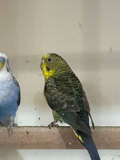 black wing budgie