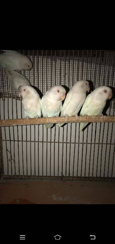 albino red eyes and colour love bird Chery Al breading pair 0