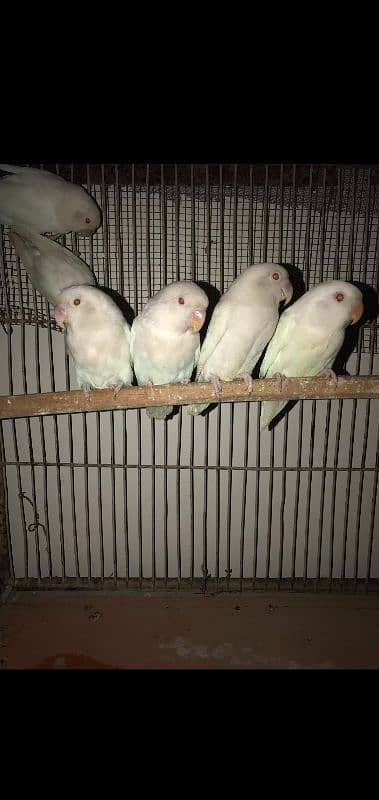 albino red eyes and colour love bird Chery Al breading pair 1