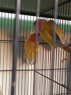 Common lutino breeder pair for sale