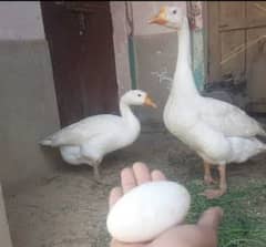 long neck ducks breader pair