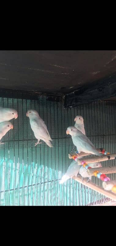 albino red eyes and colour love bird Chery Al breading pair 2