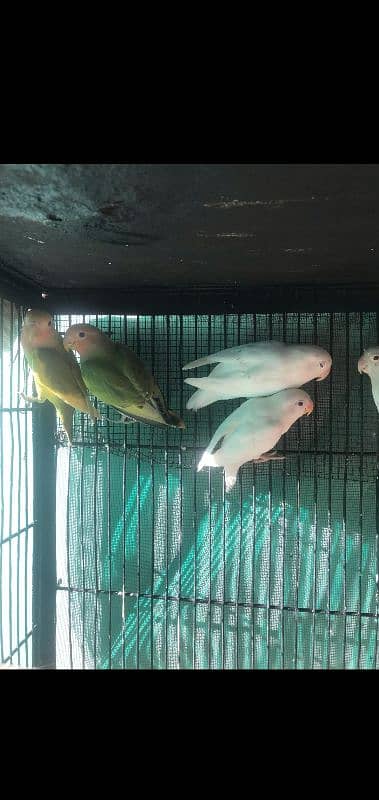 albino red eyes and colour love bird Chery Al breading pair 3