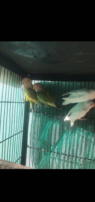 albino red eyes and colour love bird Chery Al breading pair 4