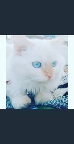 ragdoll  2 female cats blue eyes age 2 years