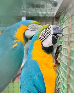 Blue & gold macaw pair