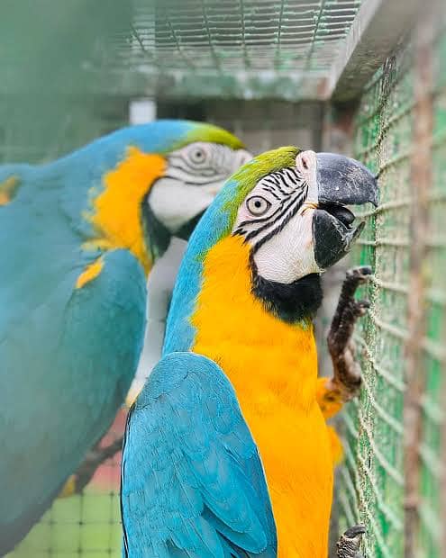 Blue & gold macaw pair 0