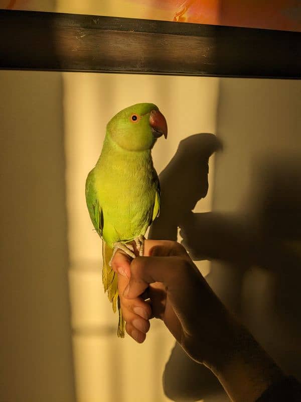 green parrot male patha 0