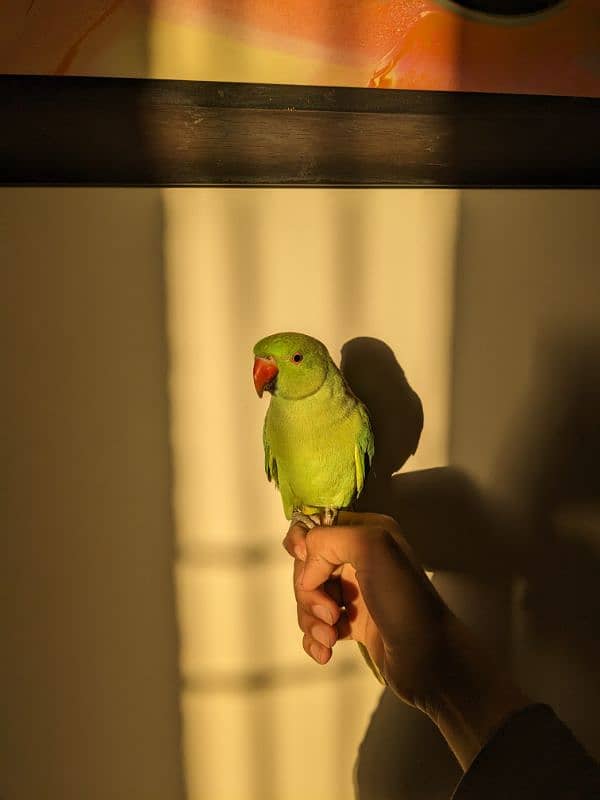 green parrot male patha 1