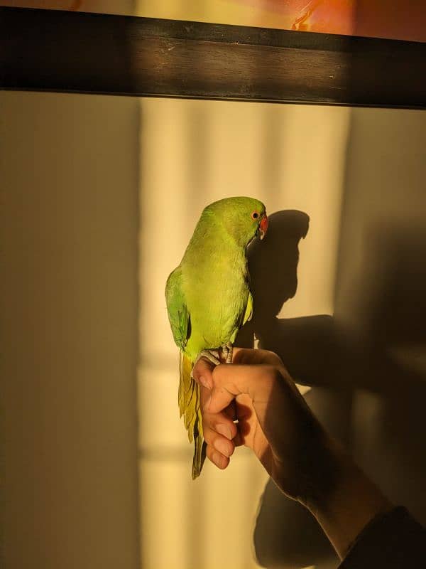 green parrot male patha 2