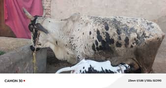 cow with allah name on bidy