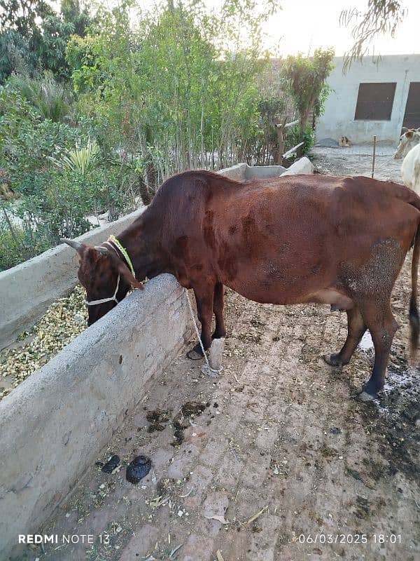 Jersey cross cow for sale healthy and active 0