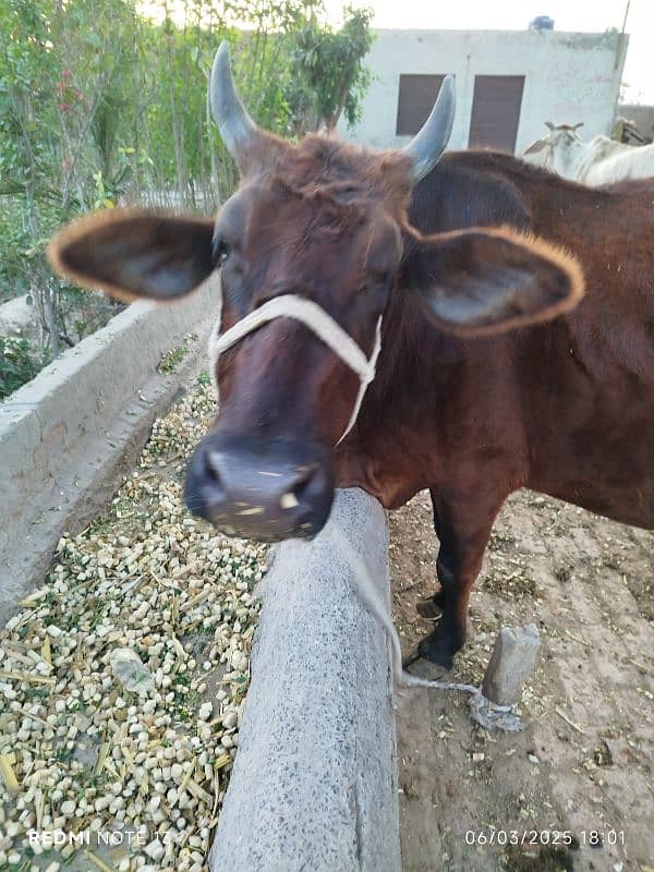 Jersey cross cow for sale healthy and active 1