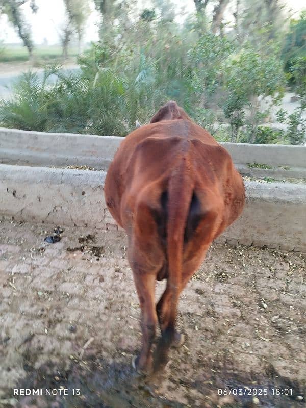 Jersey cross cow for sale healthy and active 2