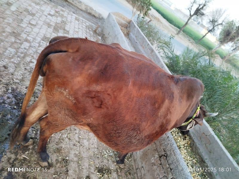 Jersey cross cow for sale healthy and active 3