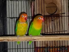 Love Birds breeder PAIR