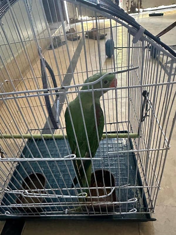 Raw parrot 0