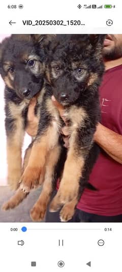 German shepherd