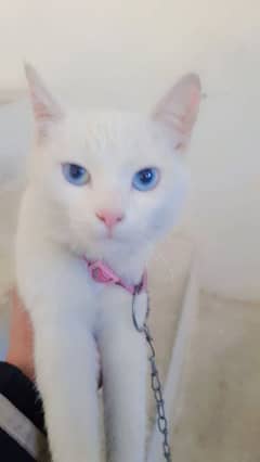 cat blue eyes