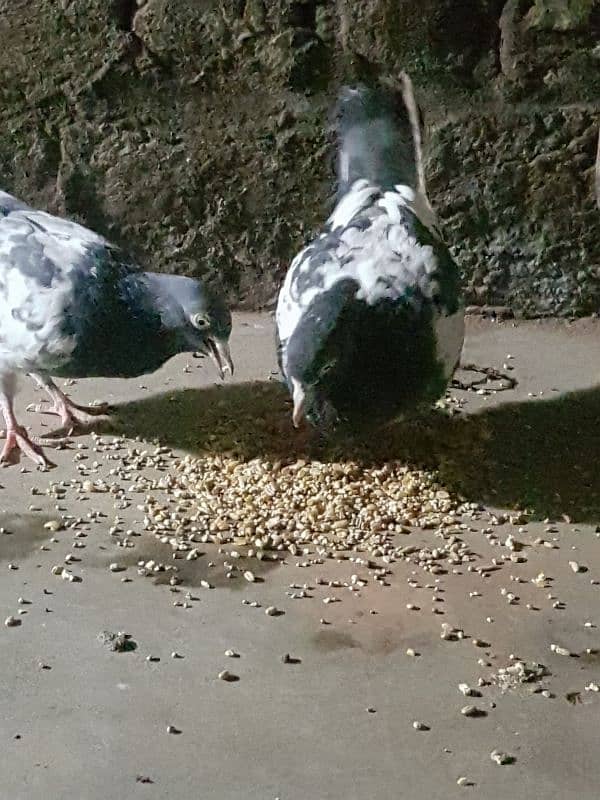 teddy pigeon pair for sale 2