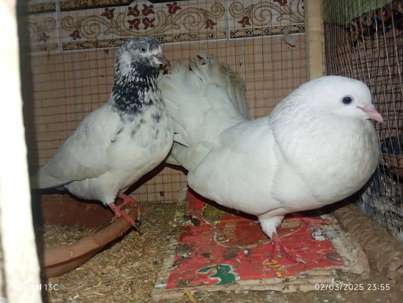 Peigon pair breeder Available 0