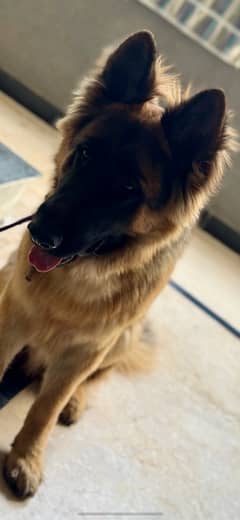 German Shepherd