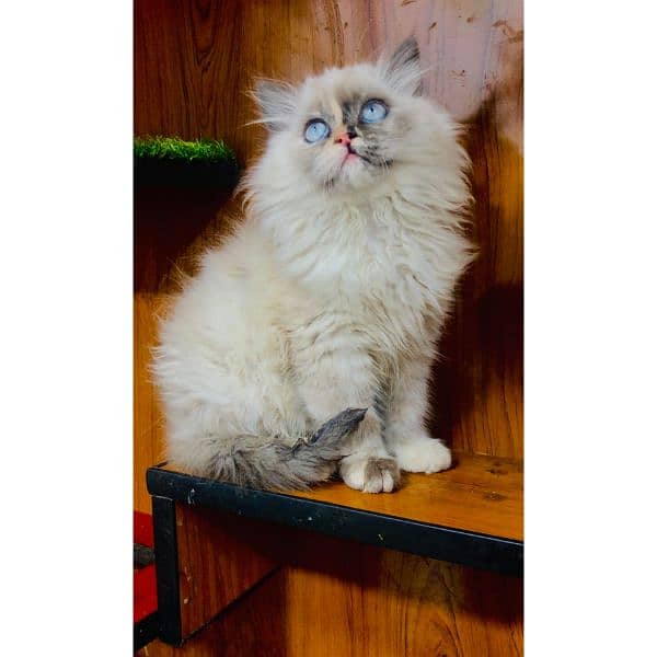 Persian hamalian british punch face piki face cat's and kitten's 1