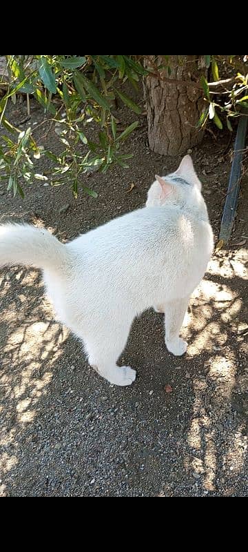 white cat 1