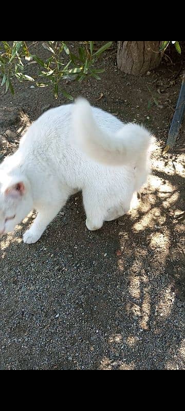 white cat 2