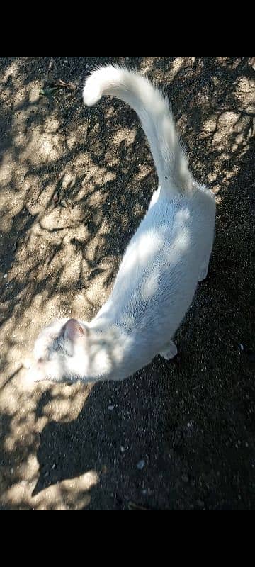 white cat 3