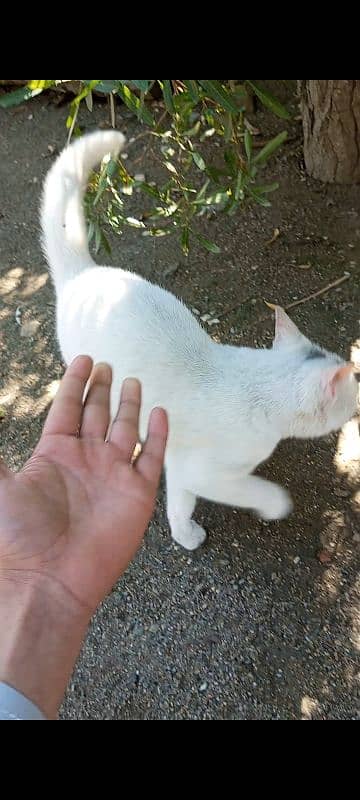 white cat 4