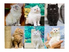 Persian hamalian british punch face piki face cat's and kitten's