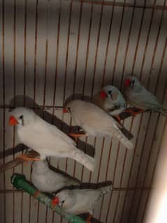 White Zebra Finch 3 pairs