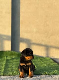 rottweiler pedigree puppies