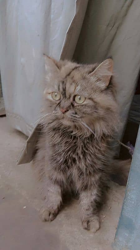 Persian breed - Cats - 1099150661