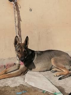 Bhagyari Dogs or Pakistani Shepherd Dogs