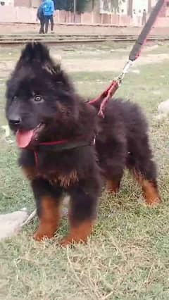 German shepherd puppies Double Coat My WhatsApp number 03001868066