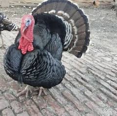 Turkey breeder pair.  onliy WhatsApp 03460431960