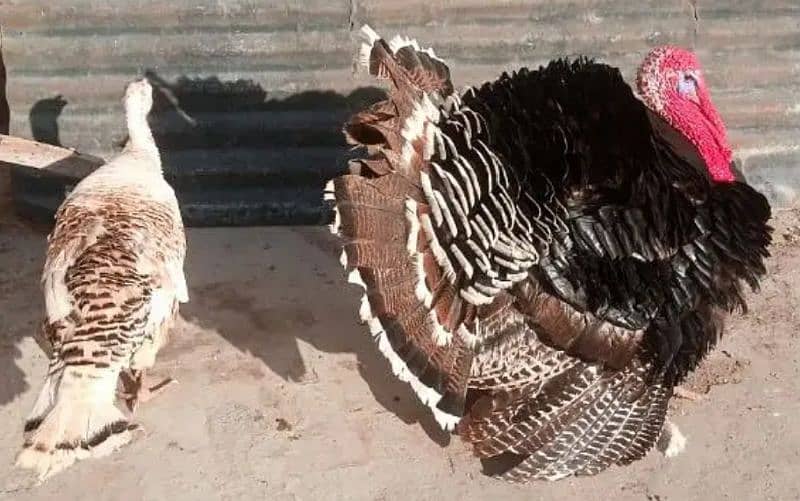 Turkey breeder pair.  onliy WhatsApp 03460431960 1