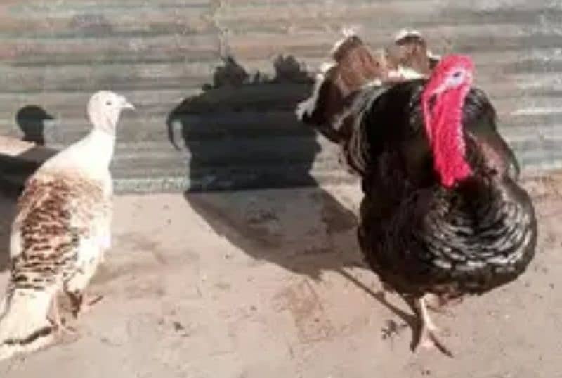 Turkey breeder pair.  onliy WhatsApp 03460431960 2