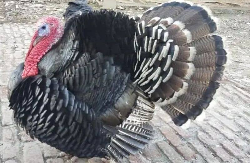 Turkey breeder pair.  onliy WhatsApp 03460431960 3