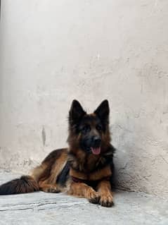 German shepherd female 037070:41701