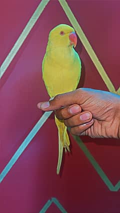 yellow ringneck hand tammed