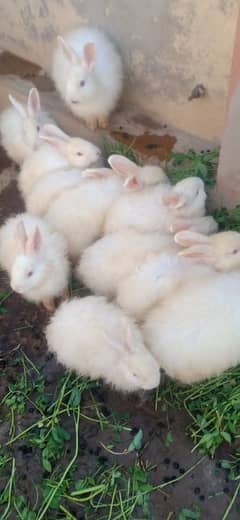 imported Rabbits  sargodha sial shareef